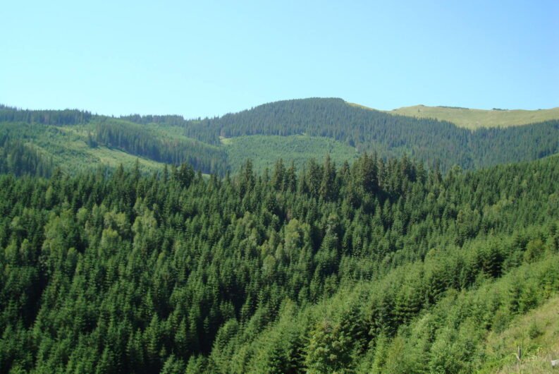 Anunt „Lucrari de constructii reparatii drum auto forestier Gandacul”