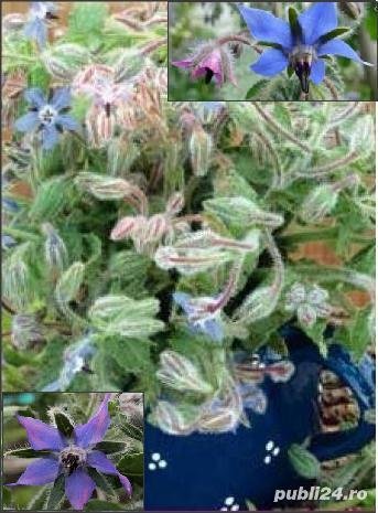 Seminte Limba mielului-medicinala, pentru salate, decorativa/ plic 2gr=10lei