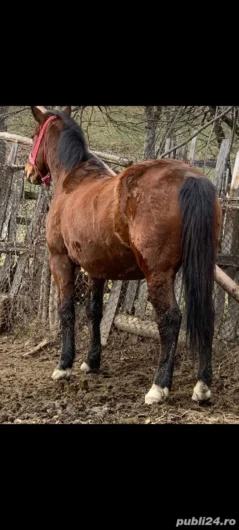 Cal de vanzare