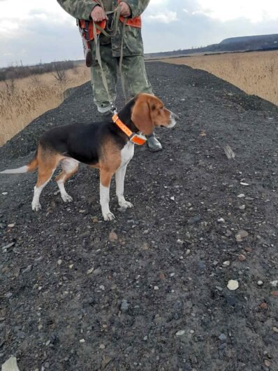 Tracker GPS destinat pentru câinii de vânătoare