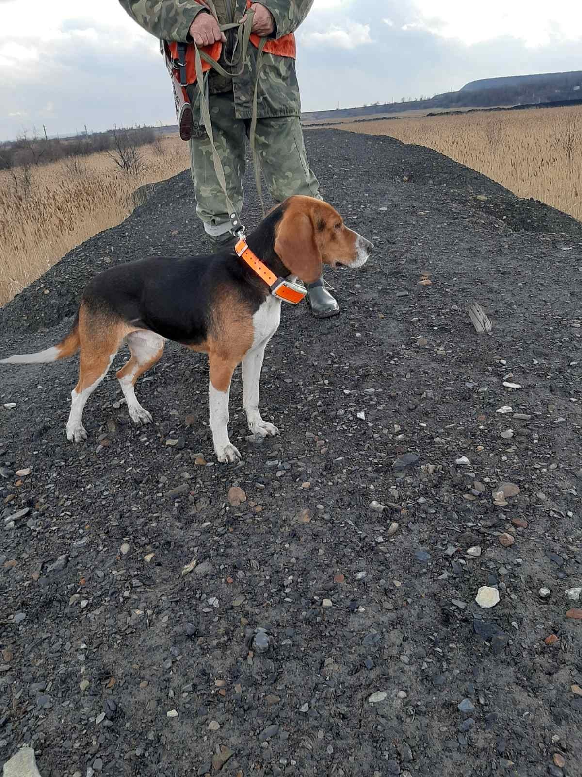 Tracker GPS destinat pentru câinii de vânătoare