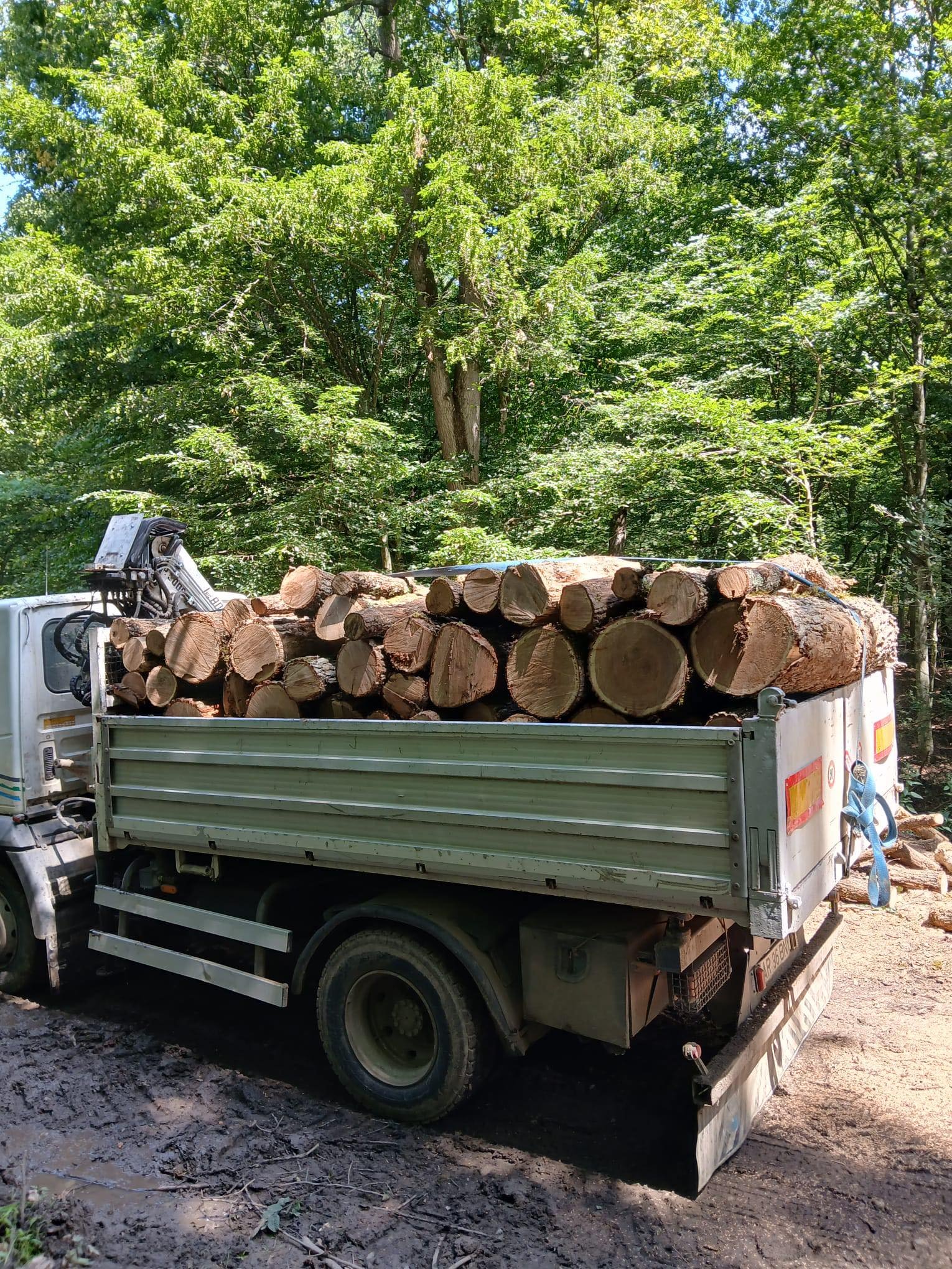 Lemn de foc esență tare: cer și stejar.