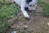 Pui cățelușă Setter Englezesc