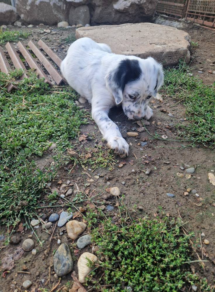 Pui cățelușă Setter Englezesc