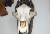 Replica craniu de urs mărime naturală naturalizat și panoplie sculptată manual 1000 lei🫡