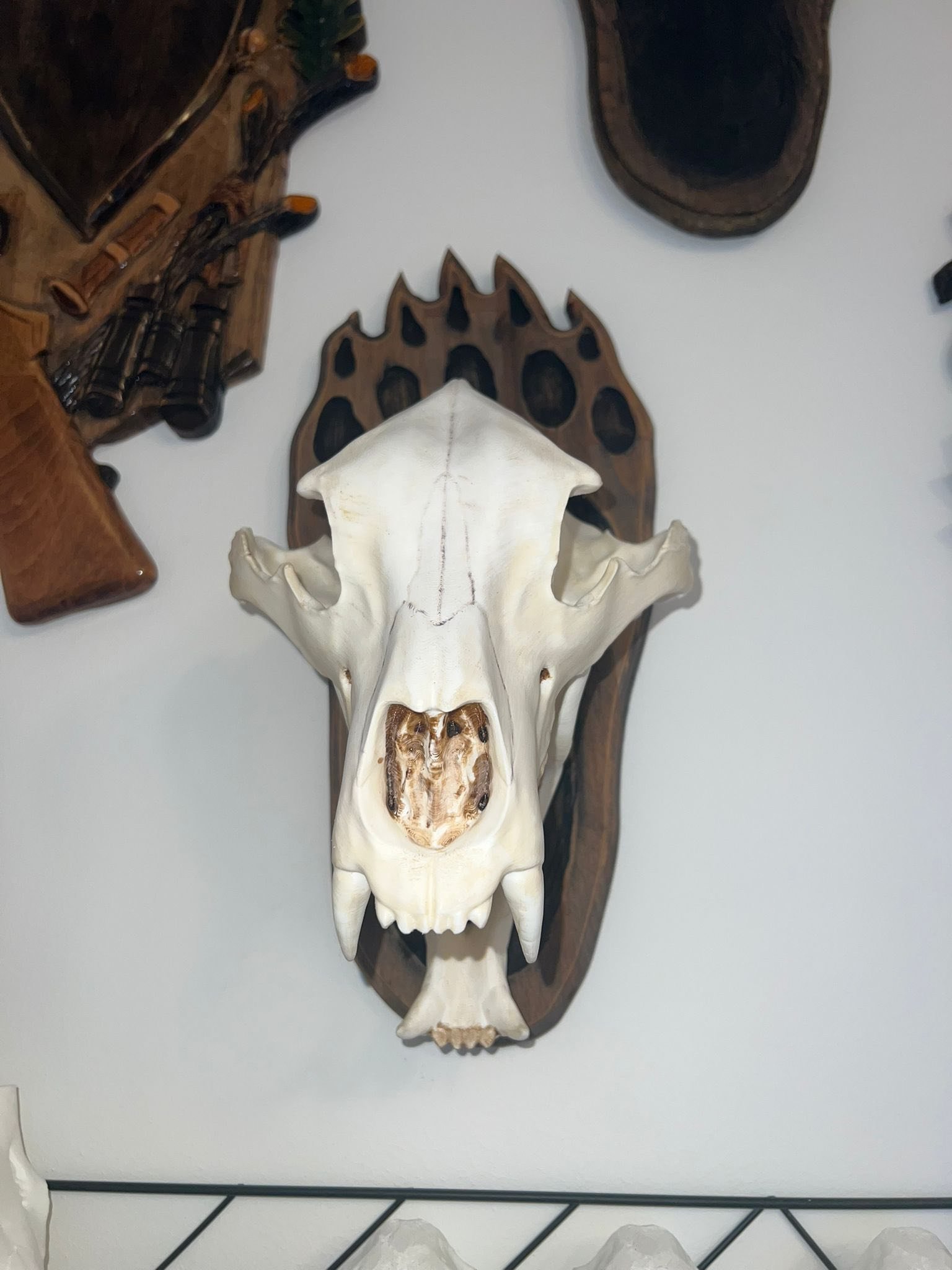 Replica craniu de urs mărime naturală naturalizat și panoplie sculptată manual 1000 lei🫡