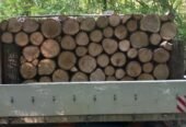 Lemne de foc, STEJAR Buștean (Ofertă 1700 lei) masina Pentru mai multe detalii sunați la nr 0787578055