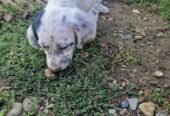 Pui cățelușă Setter Englezesc