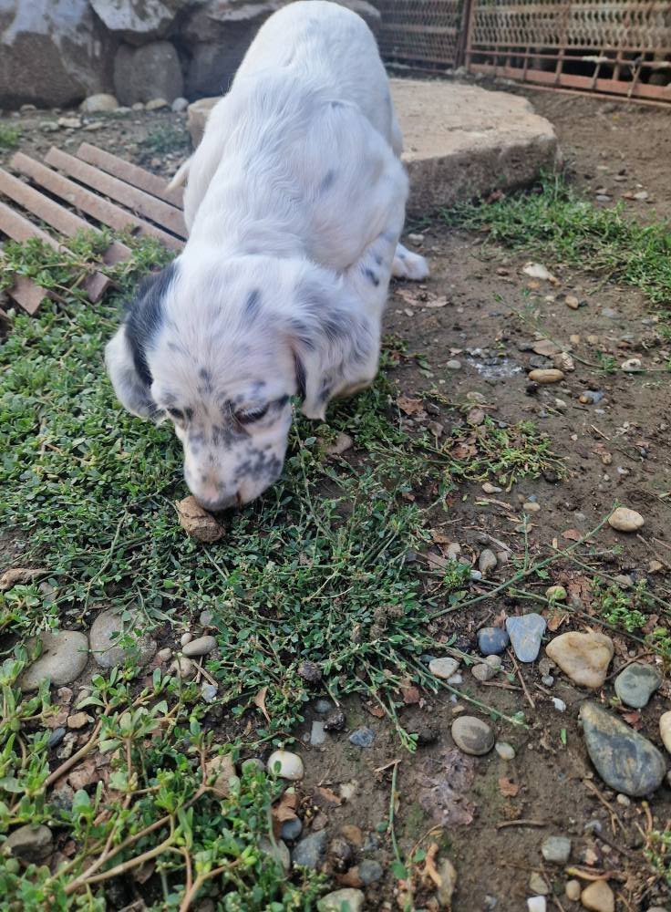 Pui cățelușă Setter Englezesc