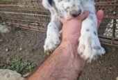 Pui cățelușă Setter Englezesc