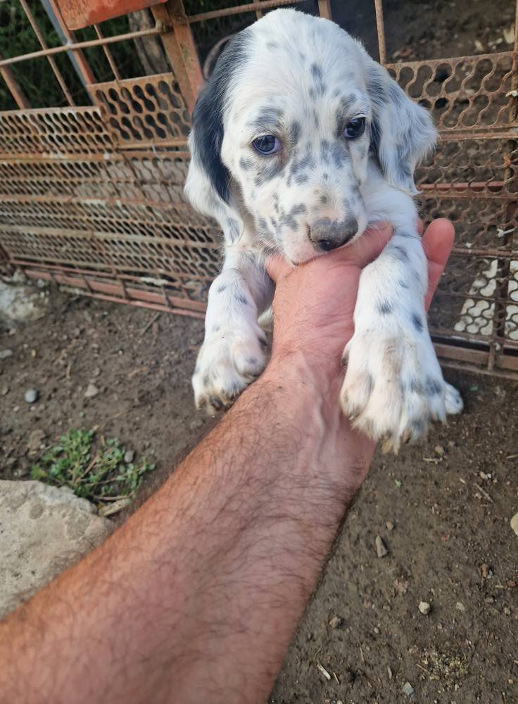 Pui cățelușă Setter Englezesc