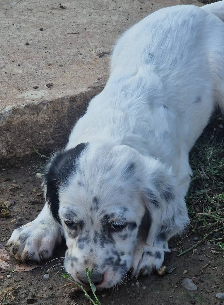 Pui cățelușă Setter Englezesc