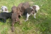 Se vand 8 cățeluși de origine Brac Germán, par scurt, varsta de 7 săptămâni,