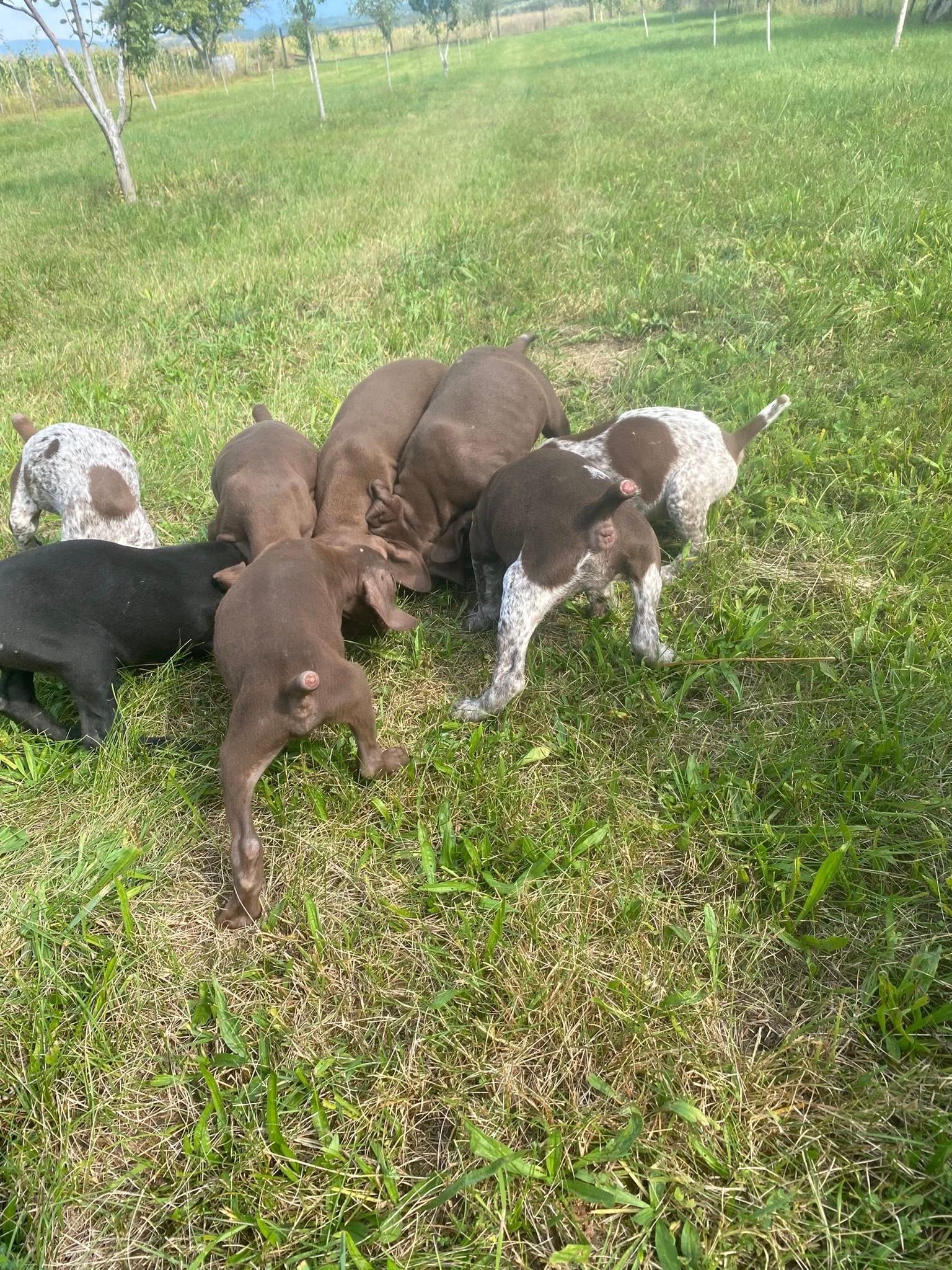 Se vand 8 cățeluși de origine Brac Germán, par scurt, varsta de 7 săptămâni,