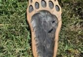 Replica craniu de urs mărime naturală naturalizat și panoplie sculptată manual 1000 lei🫡
