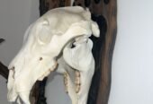 Replica craniu de urs mărime naturală naturalizat și panoplie sculptată manual 1000 lei🫡