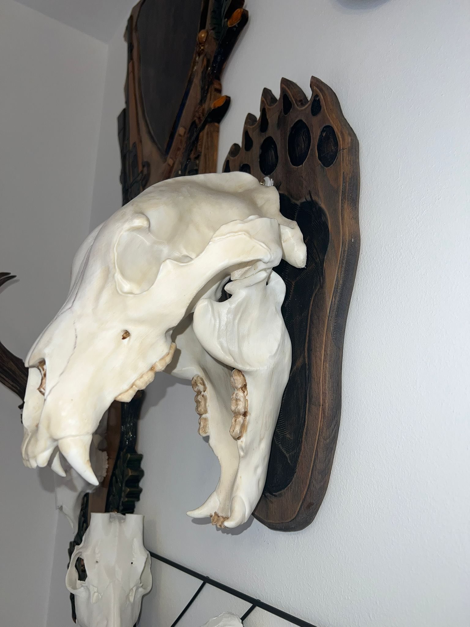 Replica craniu de urs mărime naturală naturalizat și panoplie sculptată manual 1000 lei🫡