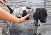 Brac german cu pedigree,din părinții cu rezultate foarte bune în teren! 0761607119