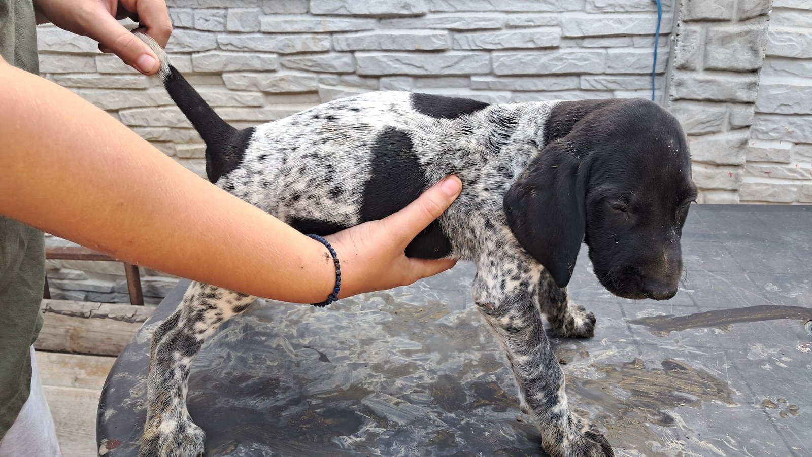 Brac german cu pedigree,din părinții cu rezultate foarte bune în teren! 0761607119