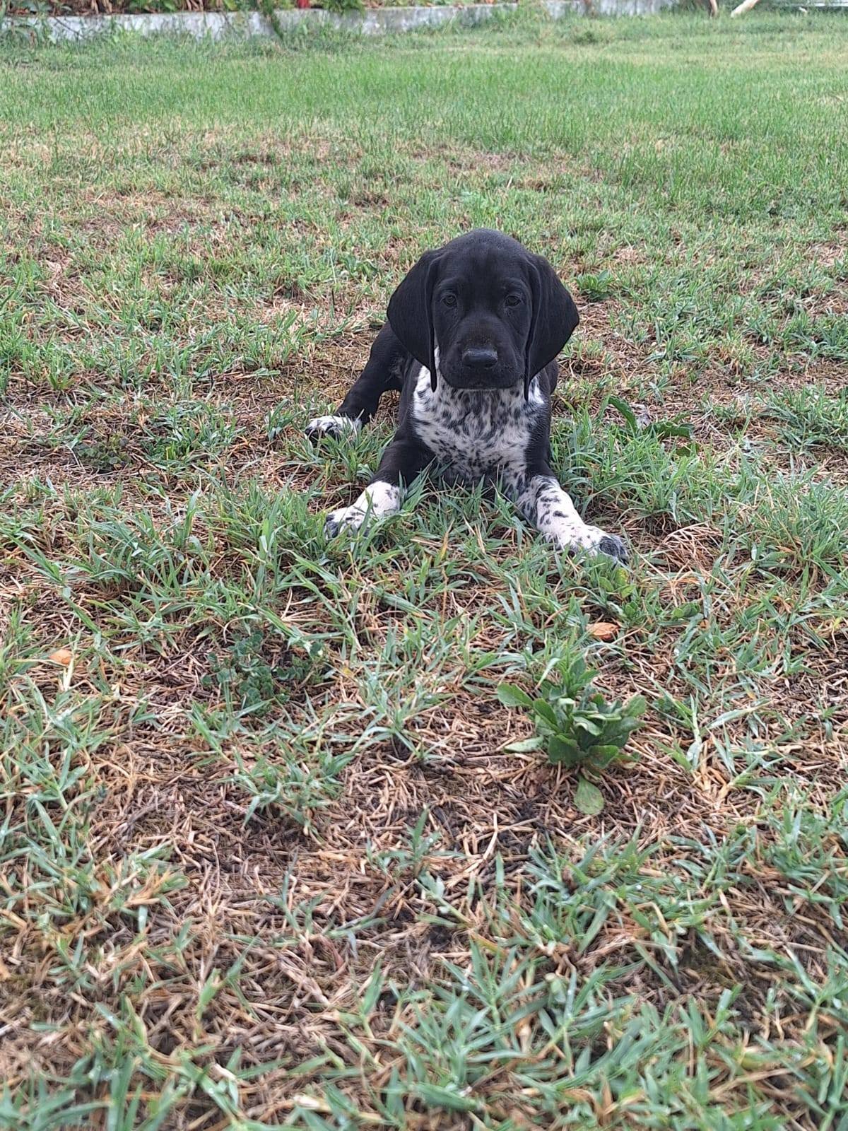 Brac german cu pedigree,din părinții cu rezultate foarte bune în teren! 0761607119