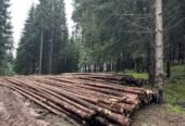 Lemn verde subțire – proaspăt tăiat, ideal pentru construcții și gospodărie