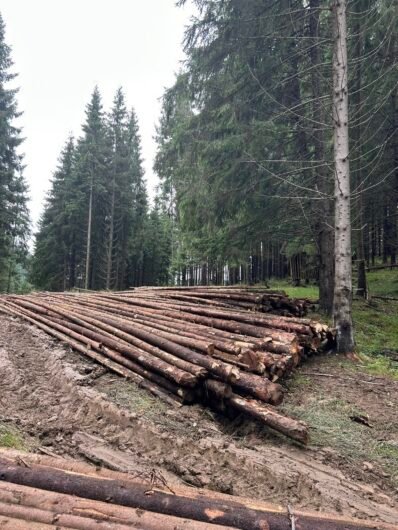 Lemn verde subțire – proaspăt tăiat, ideal pentru construcții și gospodărie