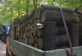 Lemne de foc, STEJAR Buștean (Ofertă 1700 lei) masina Pentru mai multe detalii sunați la nr 0787578055