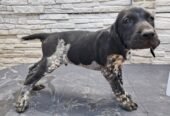 Brac german cu pedigree,din părinții cu rezultate foarte bune în teren! 0761607119