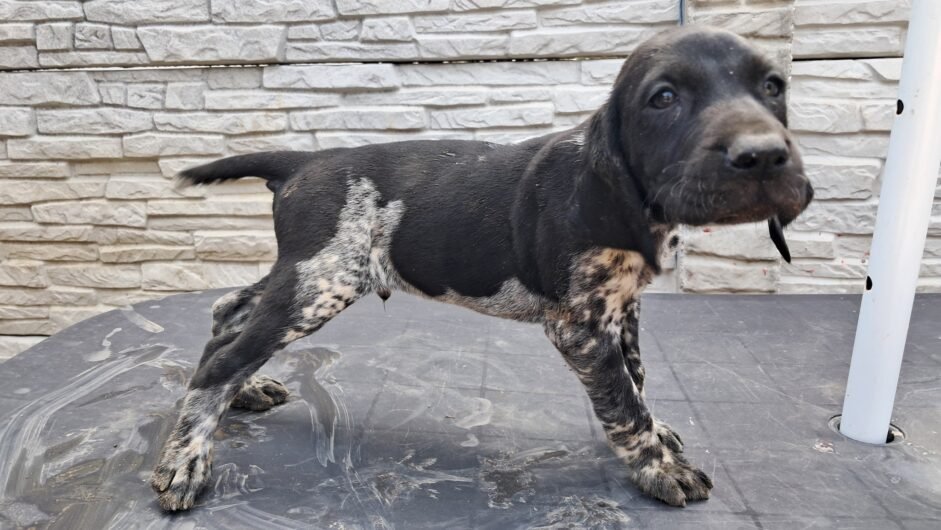 Brac german cu pedigree,din părinții cu rezultate foarte bune în teren! 0761607119