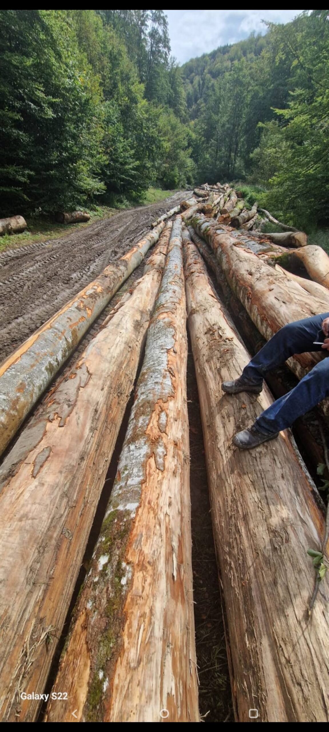 Când vă gândiți de la cine cumparati lemn m-ai gândițiva odată 340 lei metru ster
