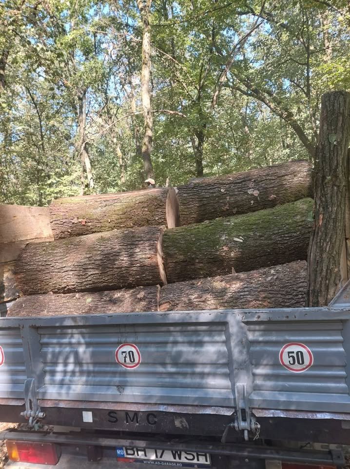 Lemne de foc de vanzare esență tare