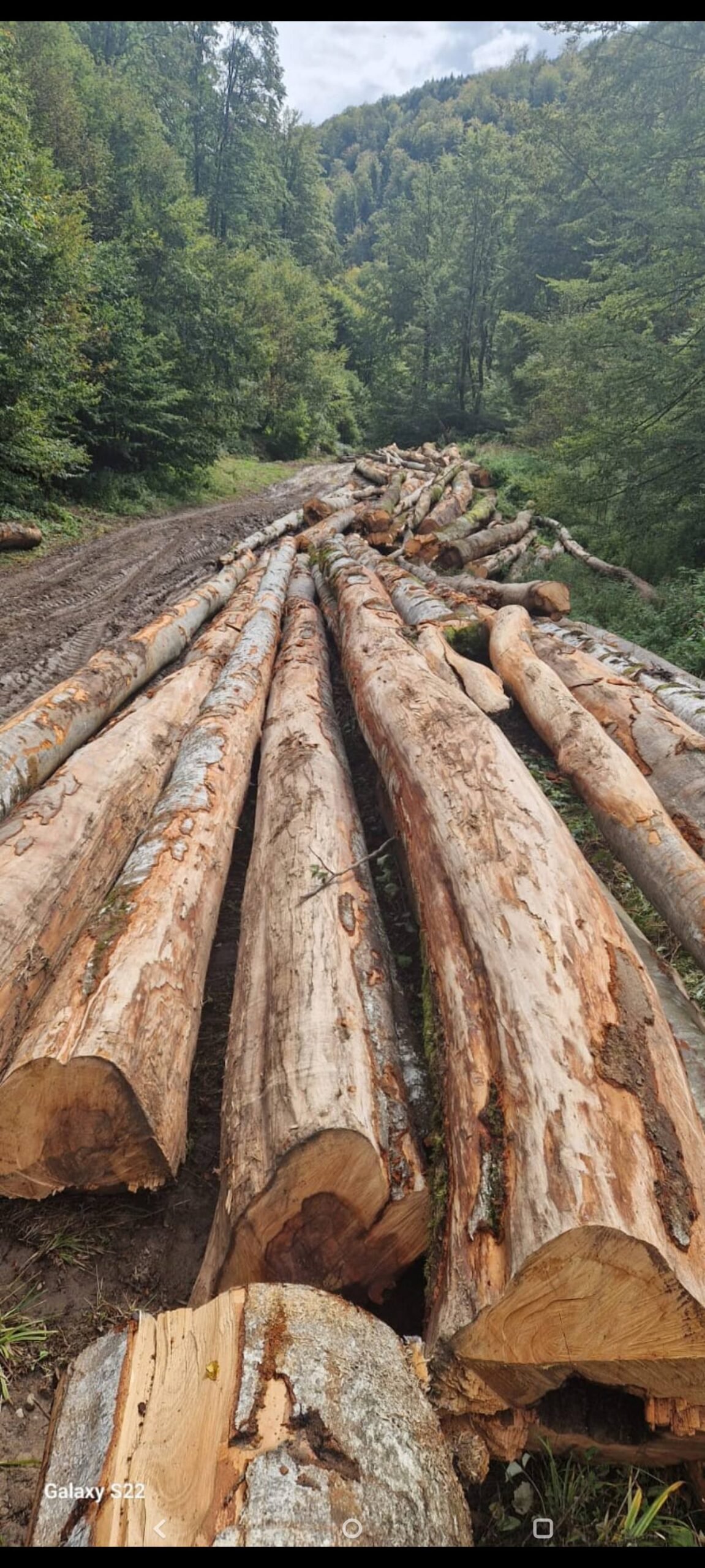 Când vă gândiți de la cine cumparati lemn m-ai gândițiva odată 340 lei metru ster