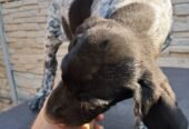 Brac german cu pedigree,din părinții cu rezultate foarte bune în teren! 0761607119