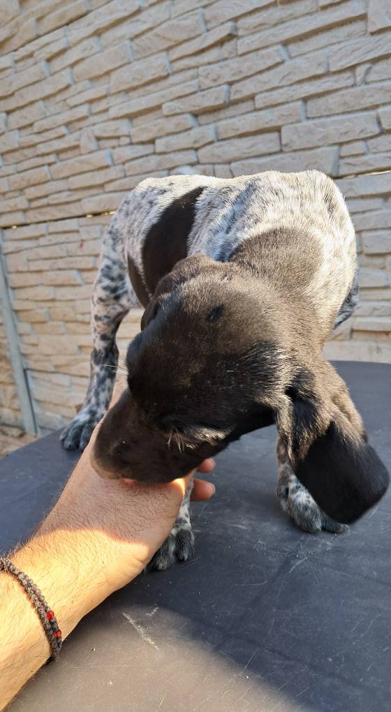 Brac german cu pedigree,din părinții cu rezultate foarte bune în teren! 0761607119