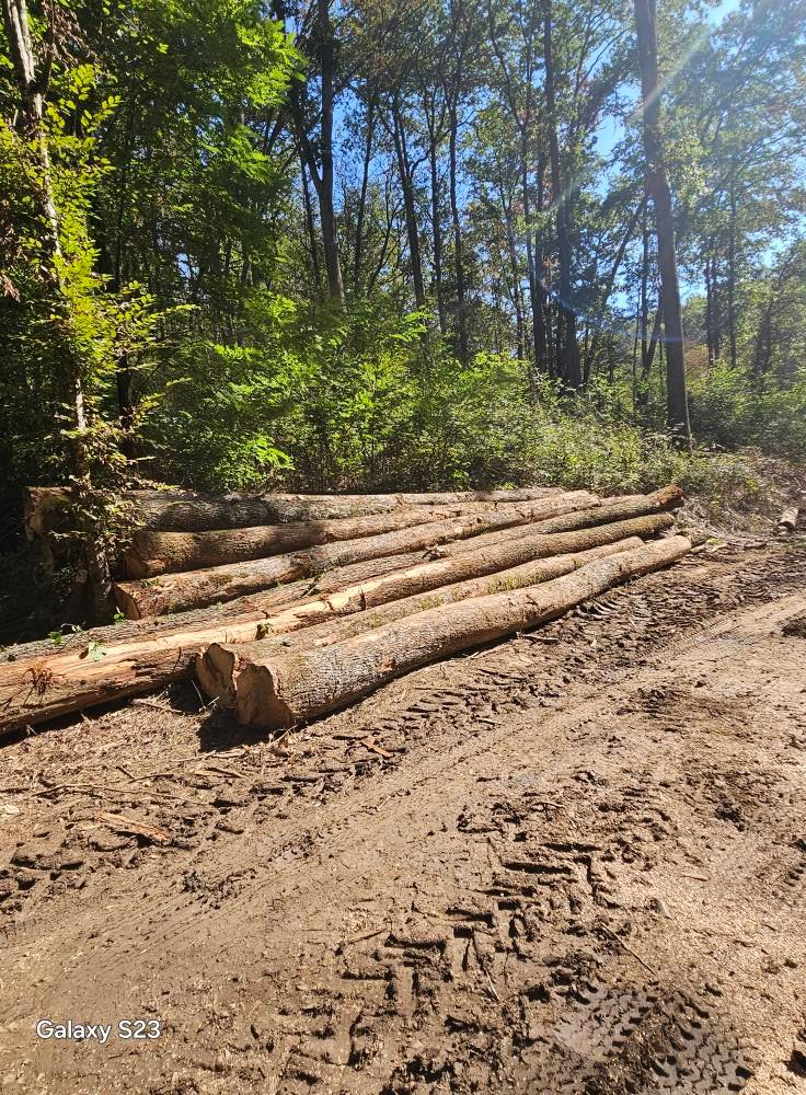 Vând bustean de gorun tel.0775 131 858