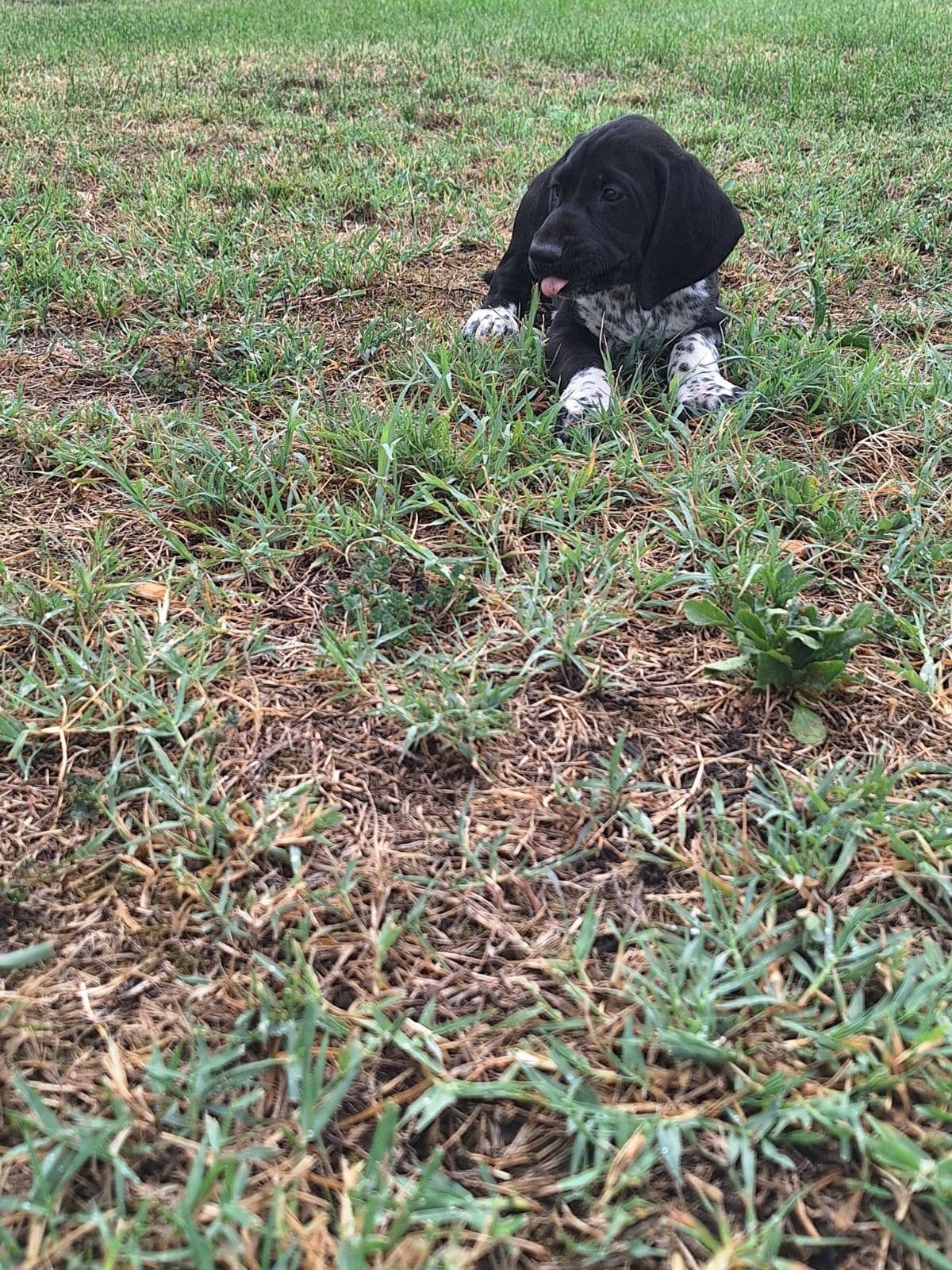 Brac german cu pedigree,din părinții cu rezultate foarte bune în teren! 0761607119