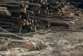 Vând lemne de foc asigur transport la domiciliu oriunde doriți în jud, Botoșani,