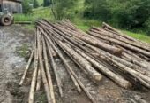 Lemn verde subțire – proaspăt tăiat, ideal pentru construcții și gospodărie