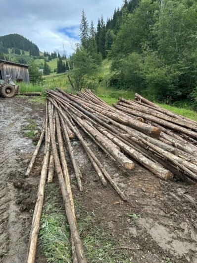 Lemn verde subțire – proaspăt tăiat, ideal pentru construcții și gospodărie