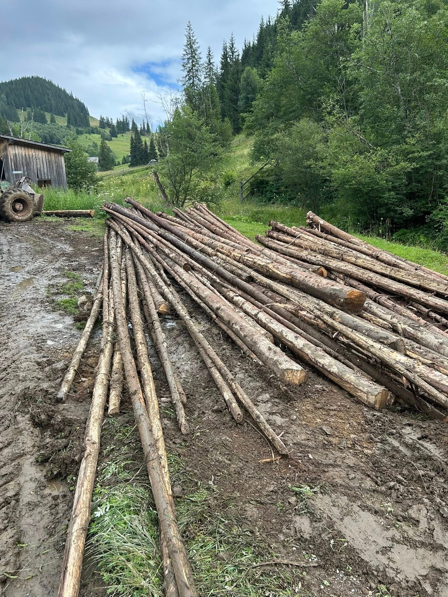 Lemn verde subțire – proaspăt tăiat, ideal pentru construcții și gospodărie