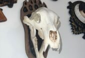 Replica craniu de urs mărime naturală naturalizat și panoplie sculptată manual 1000 lei🫡