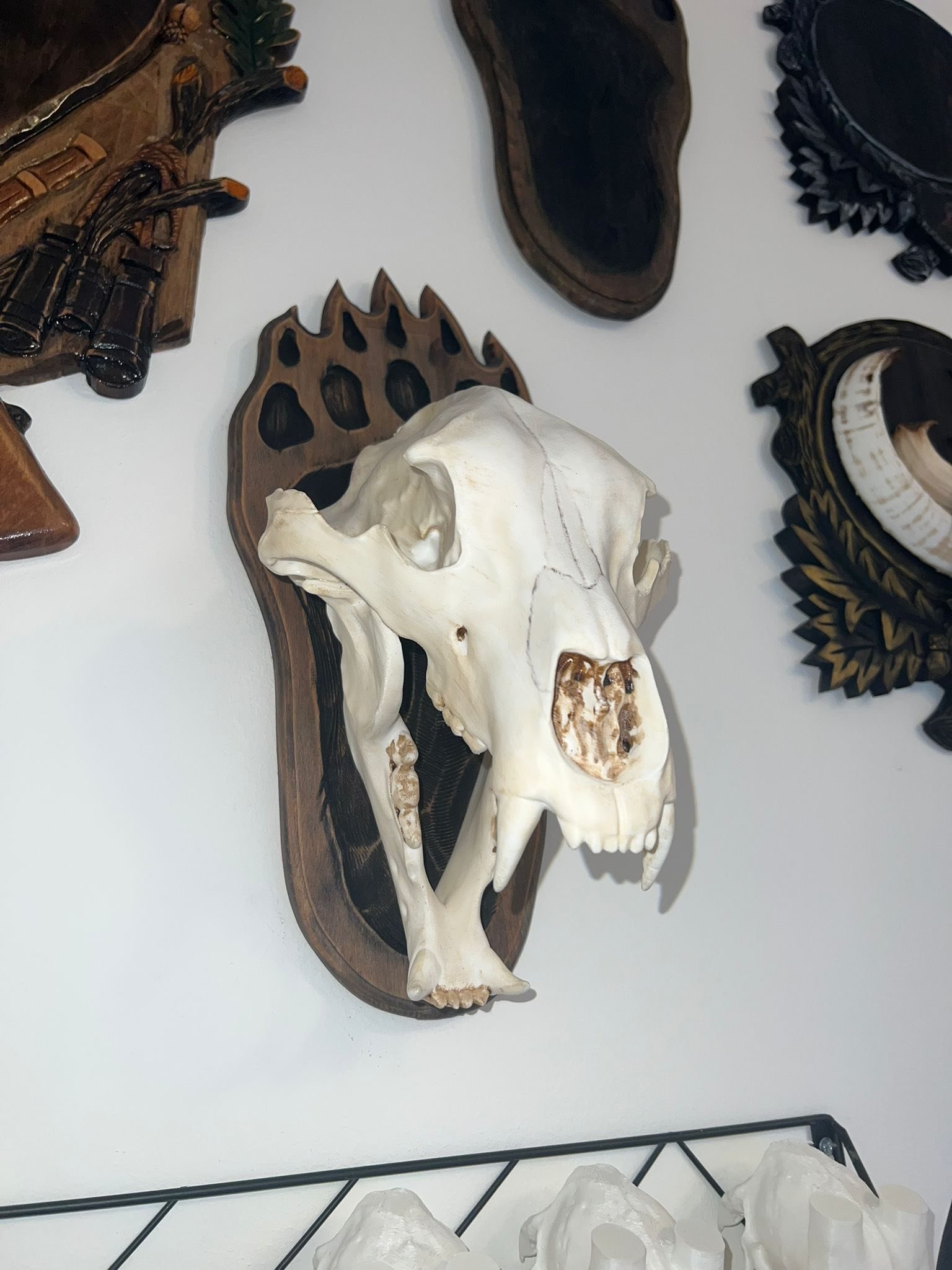 Replica craniu de urs mărime naturală naturalizat și panoplie sculptată manual 1000 lei🫡