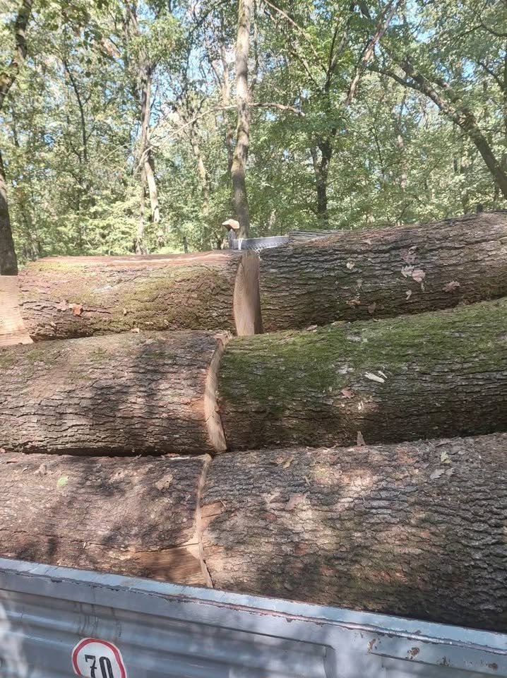 Lemne de foc de vanzare esență tare