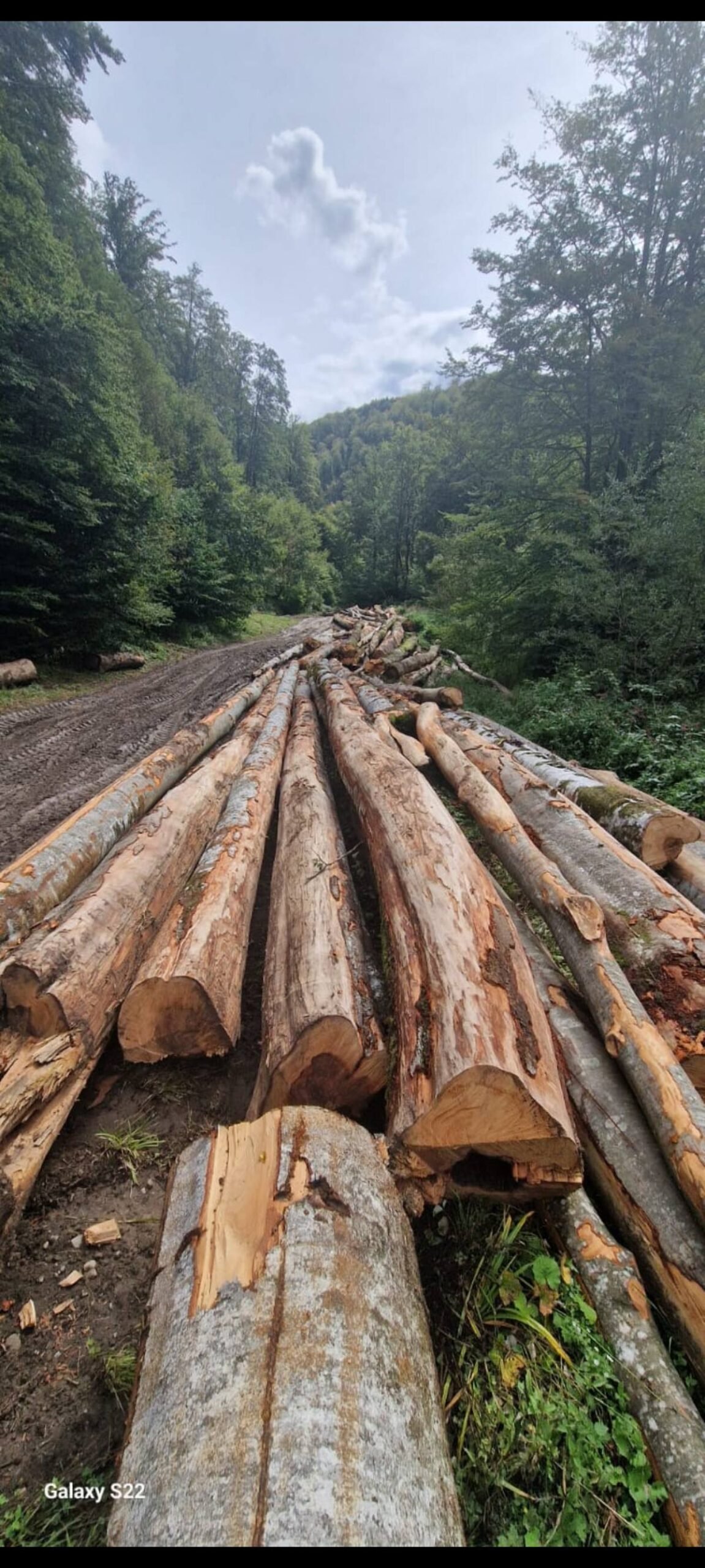 Când vă gândiți de la cine cumparati lemn m-ai gândițiva odată 340 lei metru ster