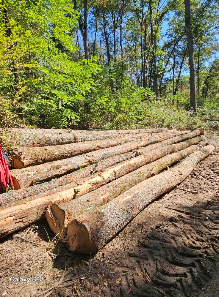 Vând bustean de gorun tel.0775 131 858