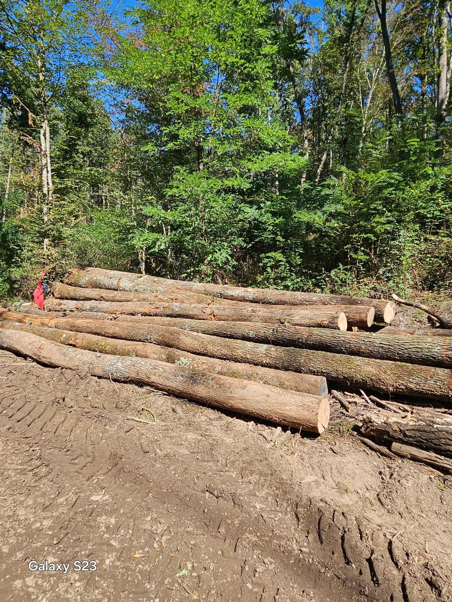 Vând bustean de gorun tel.0775 131 858