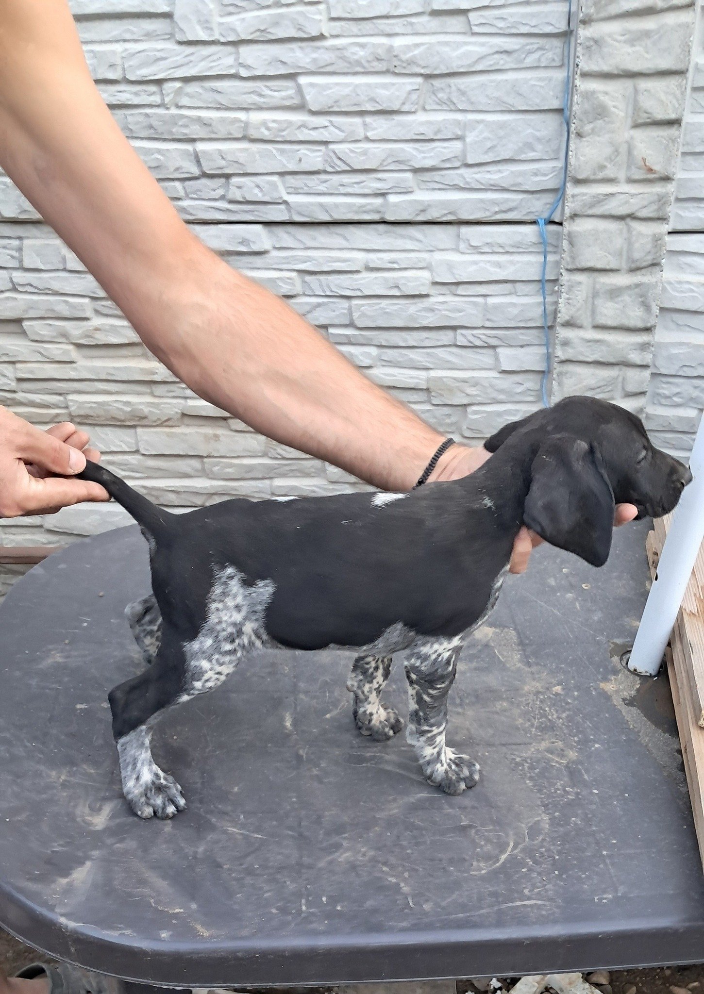 Brac german cu par scurt