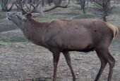 Ferma Zooland Arad oferă spre vânzare