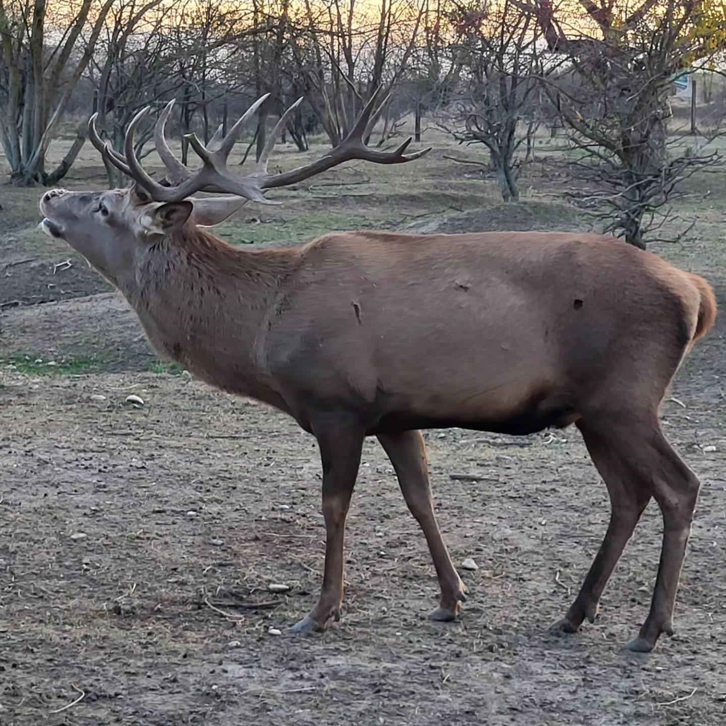 Ferma Zooland Arad oferă spre vânzare