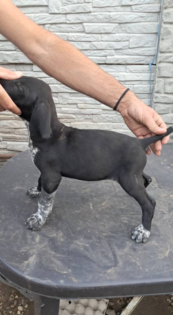 Brac german cu par scurt